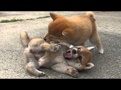 ドラマ・映画タイトルの一箇所を「柴犬」に変えちゃうトピ