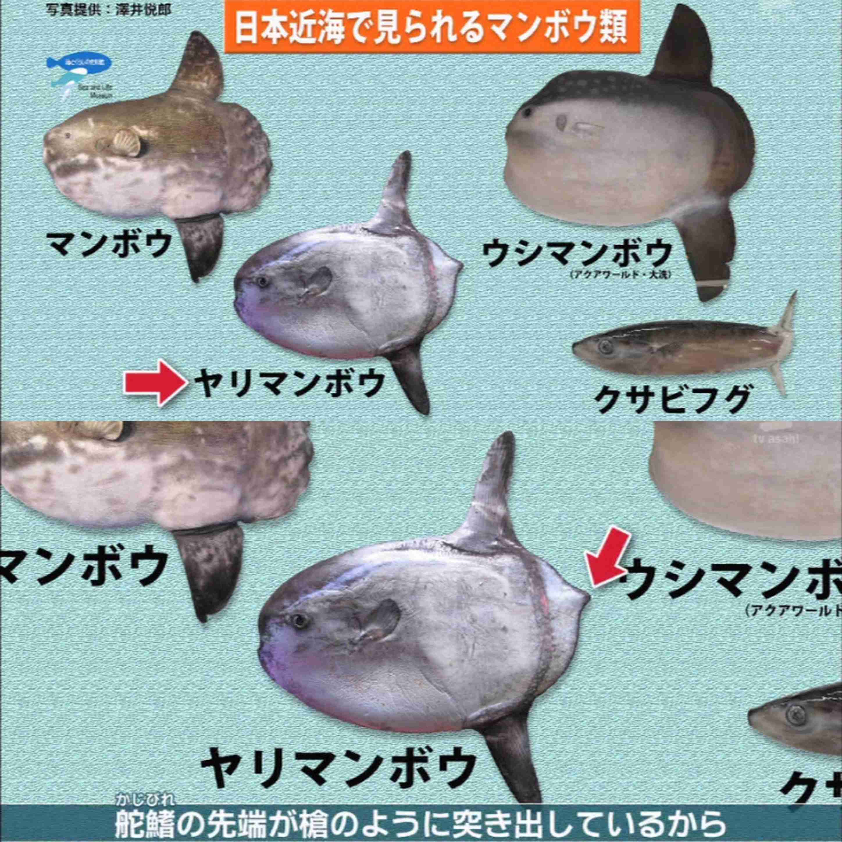 ガルちゃんでこの画像持ってるのはわたしだけ！選手権part2