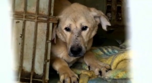 劣悪な状況にあったイスラエルの動物保護施設を丸ごと買い取った女性。収容されていた250匹以上犬全てが救われる