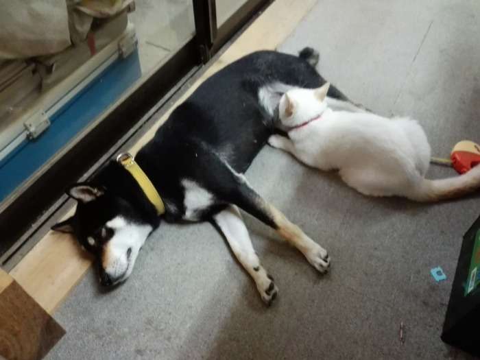 ビーグル犬が2匹の子ネコのママ代わり 授乳まで(英)