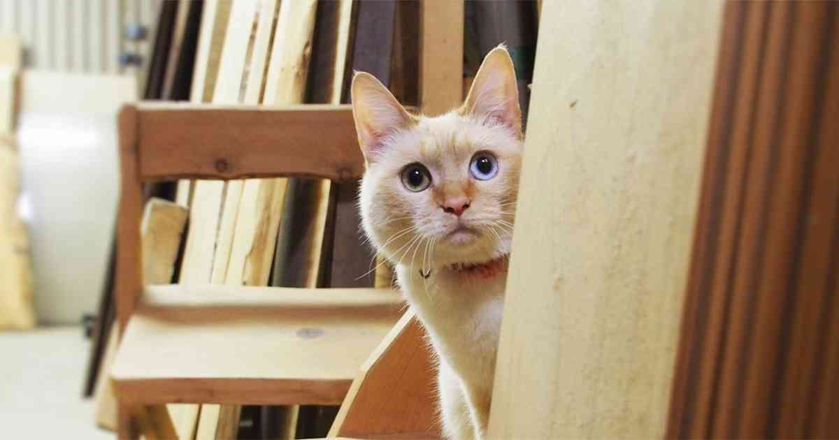 カラスに襲われていた仔猫　救ってくれた犬を母と慕い、成長 | sippo(シッポ) |