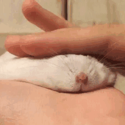 ぐにゃぐにゃな動物たち