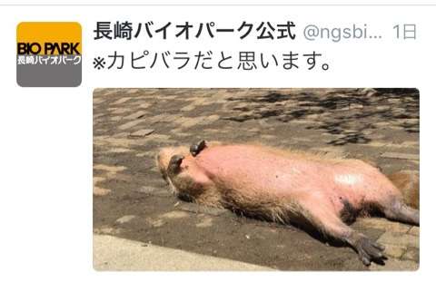 ぐにゃぐにゃな動物たち
