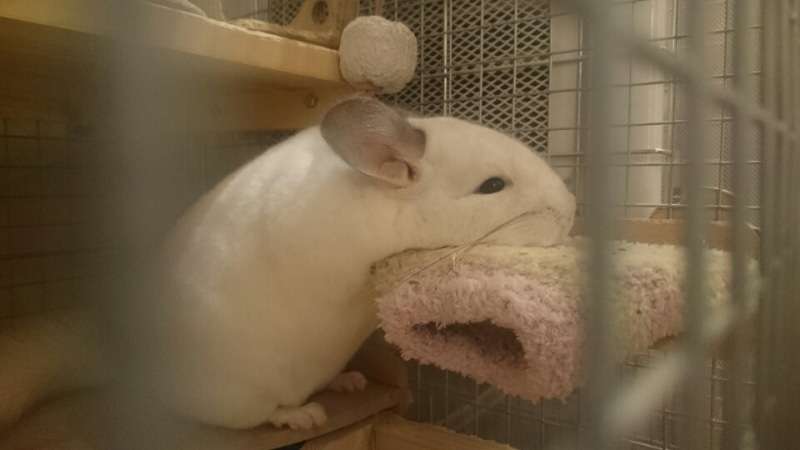 ぐにゃぐにゃな動物たち