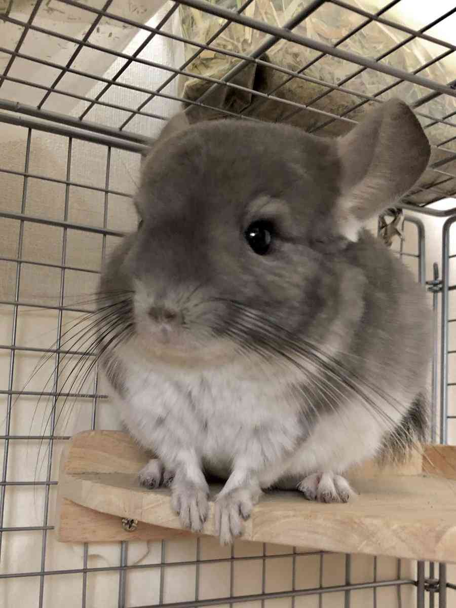 ぐにゃぐにゃな動物たち