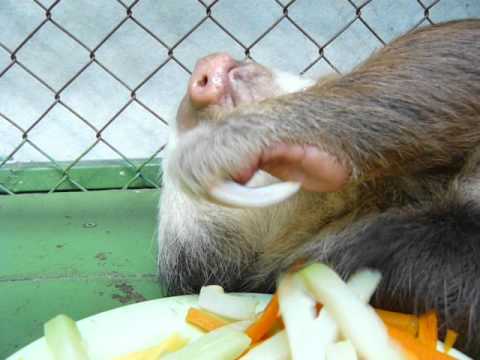 I want my carrots! - Chewbacca the Sloth - YouTube