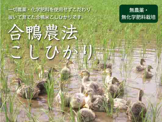 アイガモ農法の水田から20羽消える 道路に人の足跡くっきり