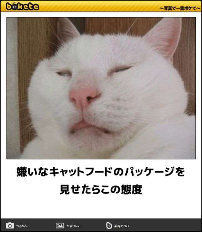 猫おもしろ画像 65 | 作ってみたいレシピ | Funny cute cats, Funny cats, Funny animals