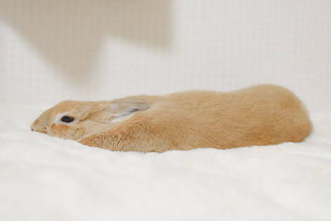 ぐにゃぐにゃな動物たち