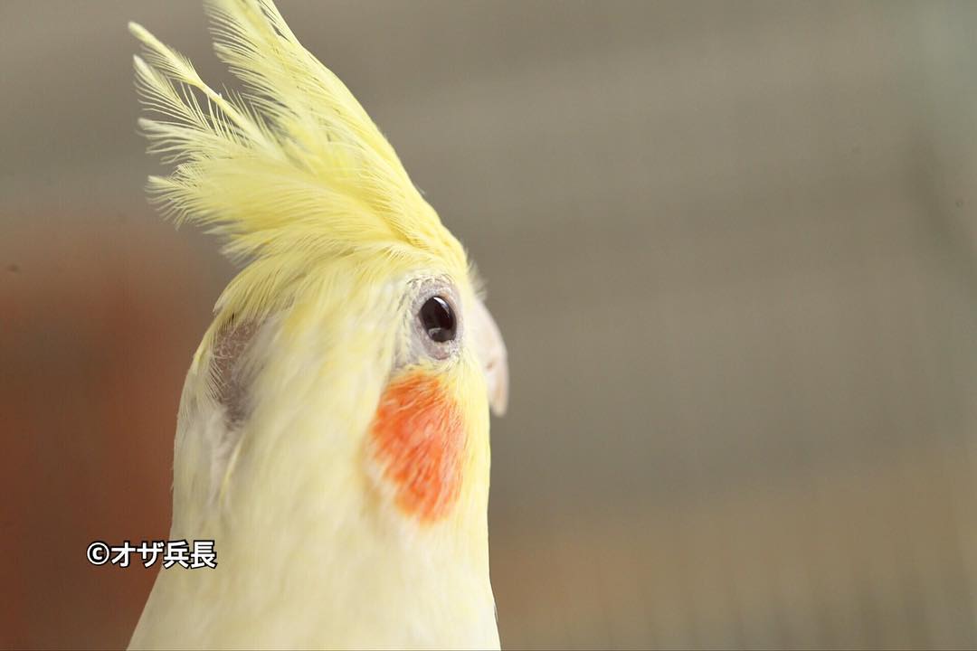 動物の後頭部トピ パート2