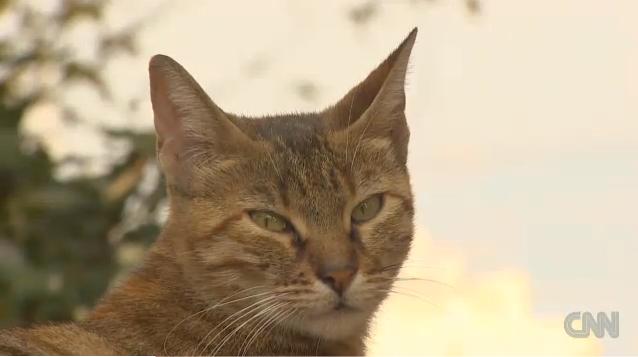 CNN.co.jp :  犬や猫の「保護施設」は強制収容所？　法案に動物愛好家が反発、トルコ - (1/2)