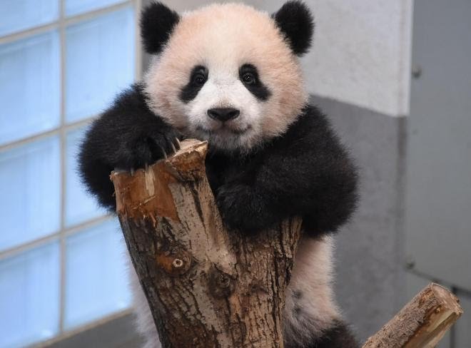 小泉進次郎風に話すトピ