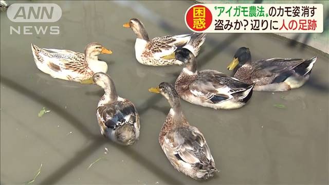 アイガモ農法の水田から20羽消える 道路に人の足跡くっきり (2019年9月6日掲載) - ライブドアニュース