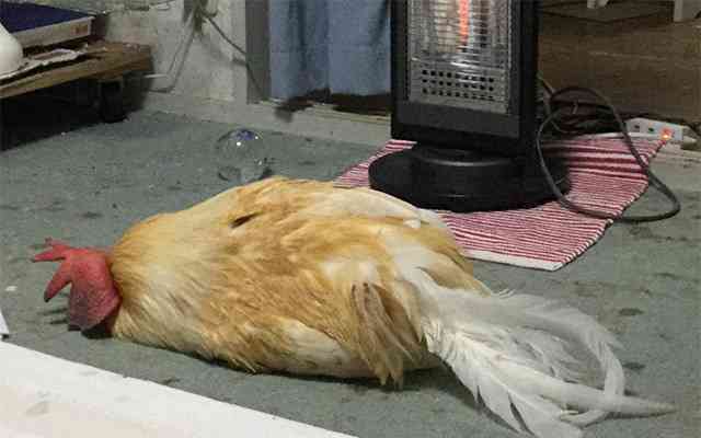 ぐにゃぐにゃな動物たち