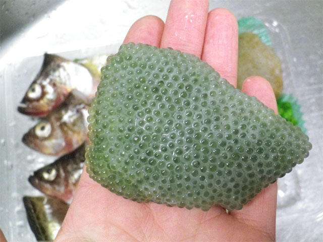 【閲覧注意】集合体が好き！