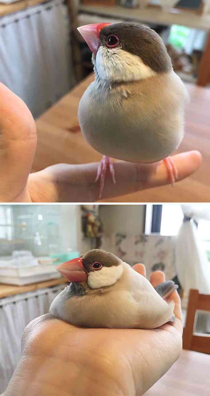 ぐにゃぐにゃな動物たち