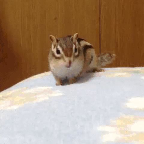ぐにゃぐにゃな動物たち