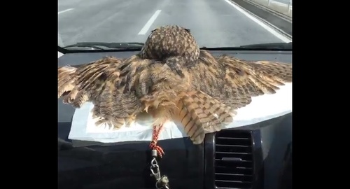 ぐにゃぐにゃな動物たち