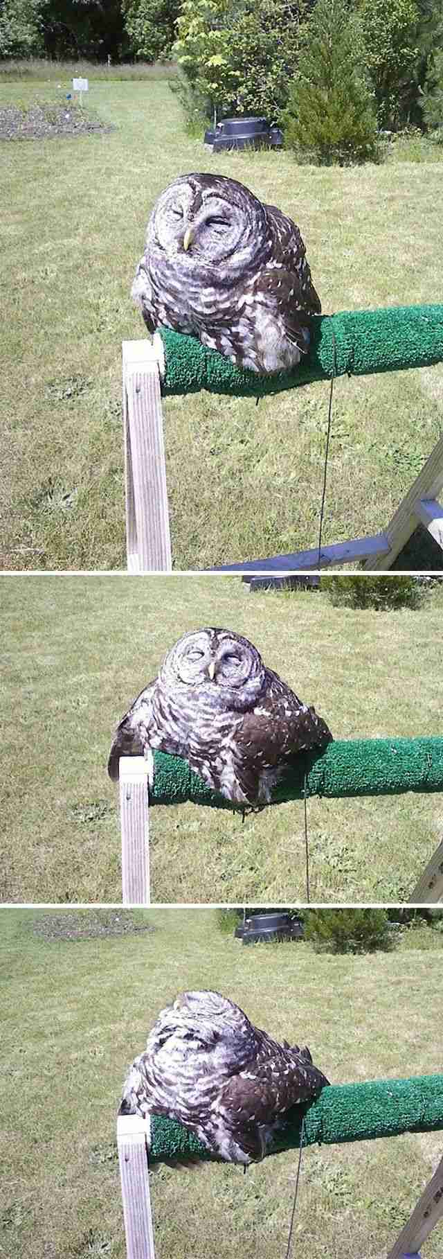 ぐにゃぐにゃな動物たち