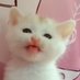 osaki-matsuda on Twitter: 