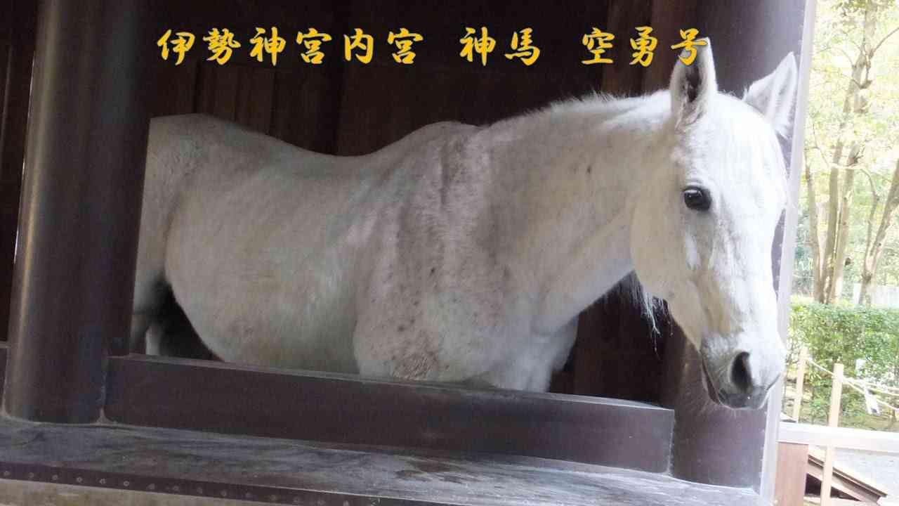 伊勢神宮内宮　神馬　空勇（そらいさむ）号 - YouTube