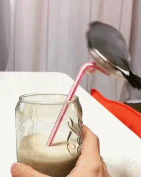 鳥カフェ(⊙ө⊙)倶楽部part6