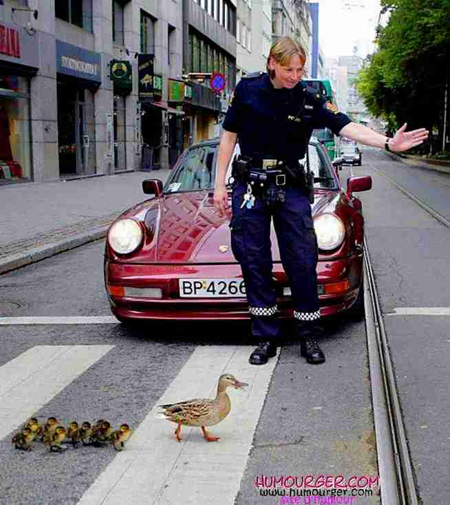 警察のお世話になる動物画像ください
