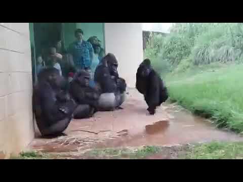 雨が嫌いなゴリラさん - YouTube