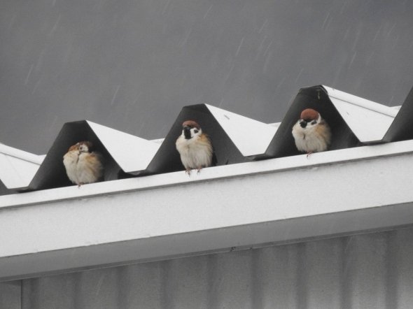 雨宿りしている動物画像ください