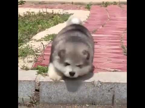 [可愛い動物動画] 段差が降りれない子犬 - YouTube