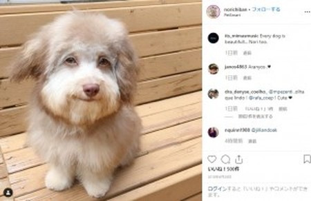 アーモンド形の目を持つ「人間のような顔」をした犬がSNSで人気に（米）