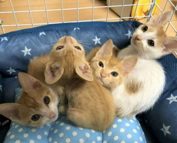 6畳に猫163匹！多頭崩壊からの壮絶な救出劇が続く