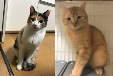 6畳に猫163匹！多頭崩壊からの壮絶な救出劇が続く