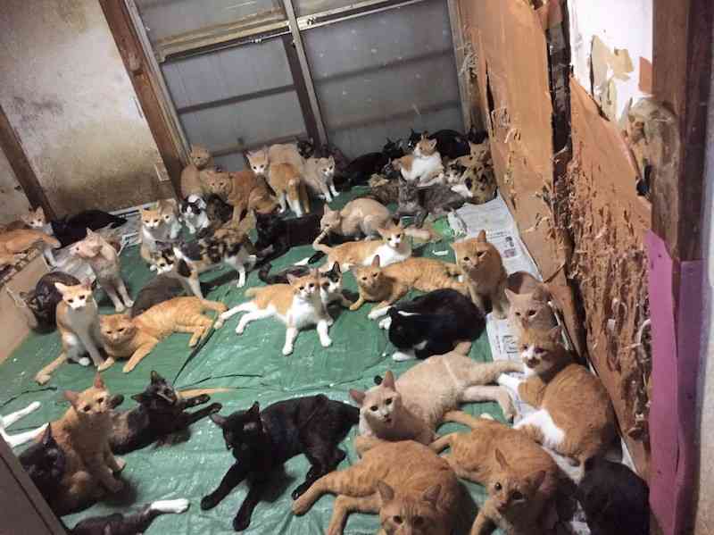 6畳に猫163匹！多頭崩壊からの壮絶な救出劇が続く | 女子SPA！