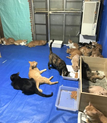 6畳に猫163匹！多頭崩壊からの壮絶な救出劇が続く