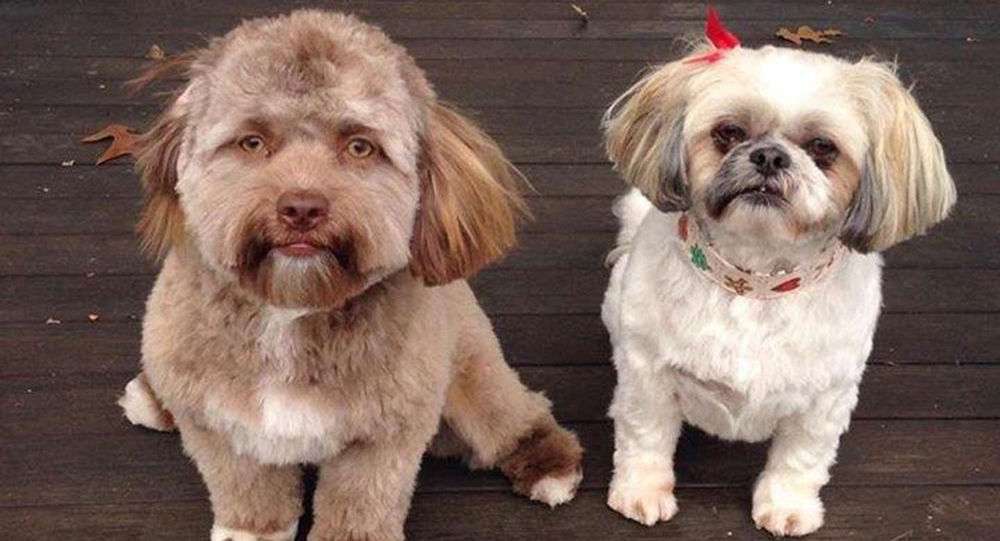 アーモンド形の目を持つ「人間のような顔」をした犬がSNSで人気に（米）