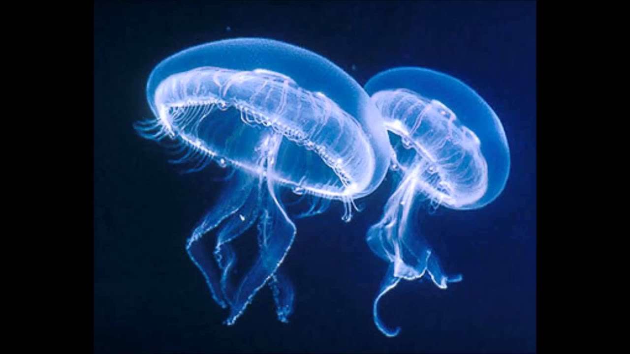 9月の海はクラゲの海 - ムーンライダーズ - YouTube