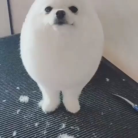 ゴマちゃんのよう? | かわいい | Cute baby animals, Funny dogs, Cute animals