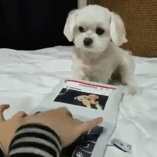プログラミング | かわいい | Cute animals, Dogs, Cute baby animals