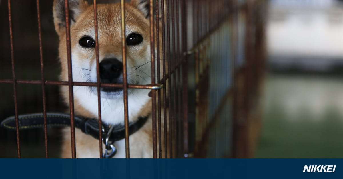 迷子、食欲なし…写真で追う被災ペット　熊本地震: 日本経済新聞