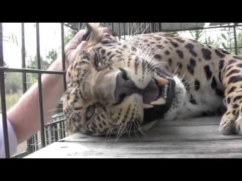 【ねこ動画？】　ネコ科はみんなごろごろする！ - YouTube