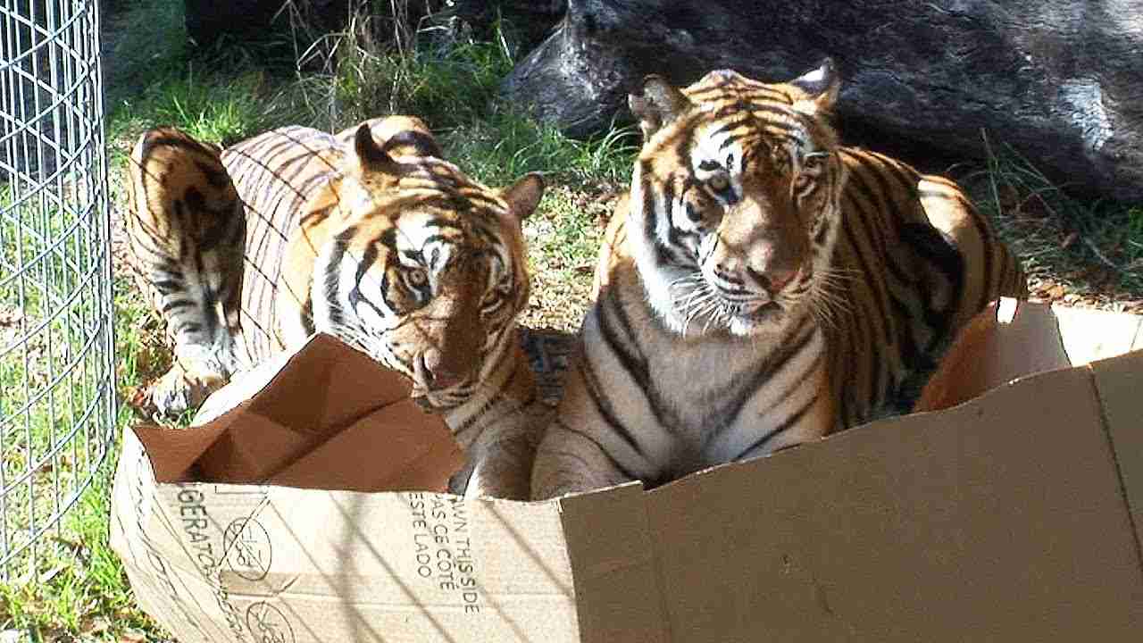 BIG CATS like boxes too! - YouTube