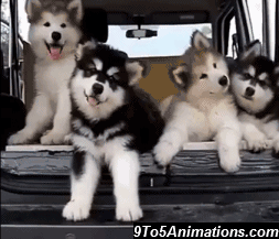 犬がどうして可愛いのか真剣に考察するトピ