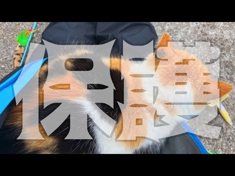 猫の保護の為、3000万円使う！？ - YouTube