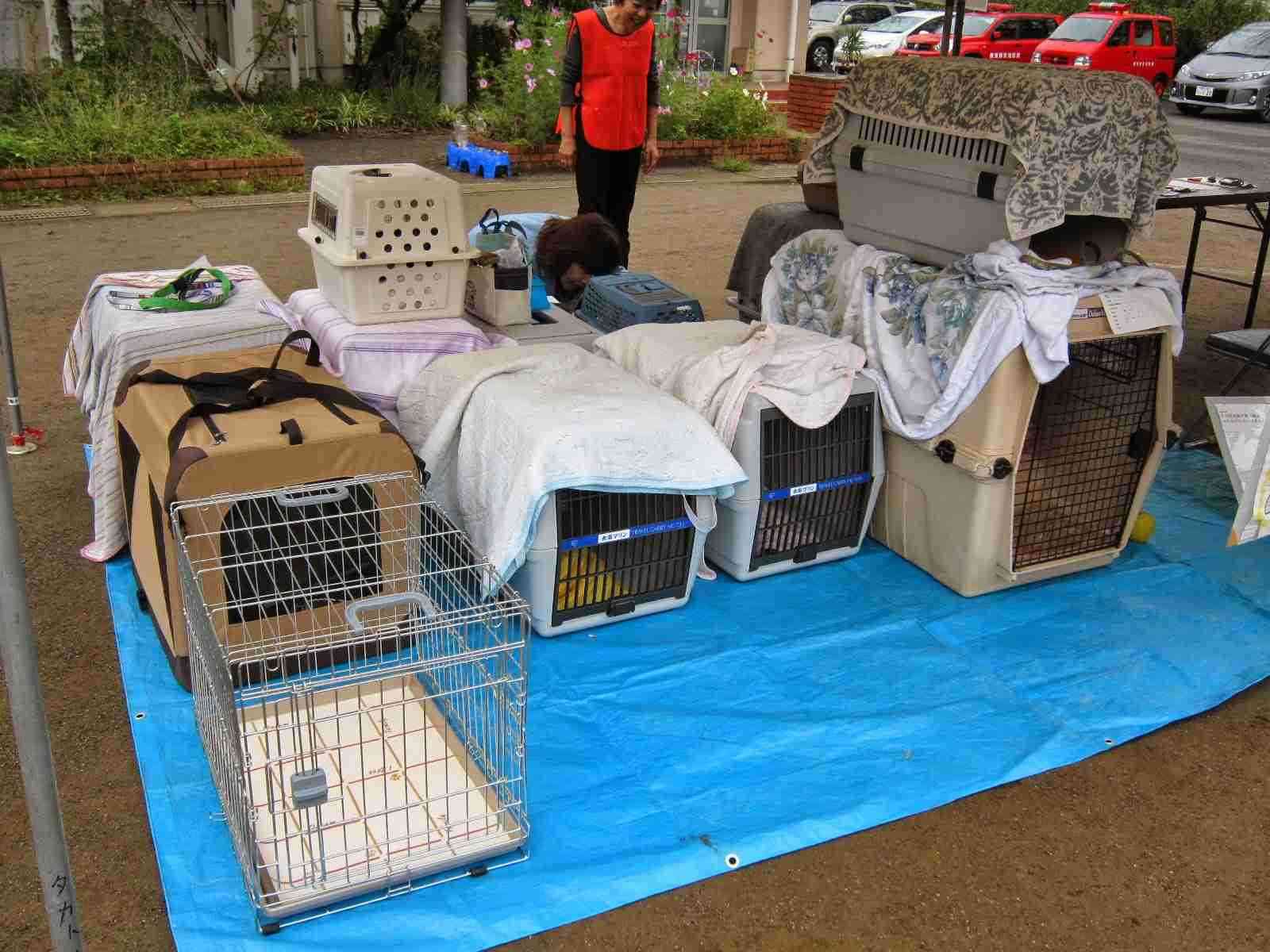 台風避難所「ペットNG」は「理解できない」  DaiGo「大切な家族」「ヒトも動物も関係ない」