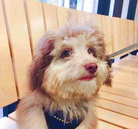 アーモンド形の目を持つ「人間のような顔」をした犬がSNSで人気に（米）