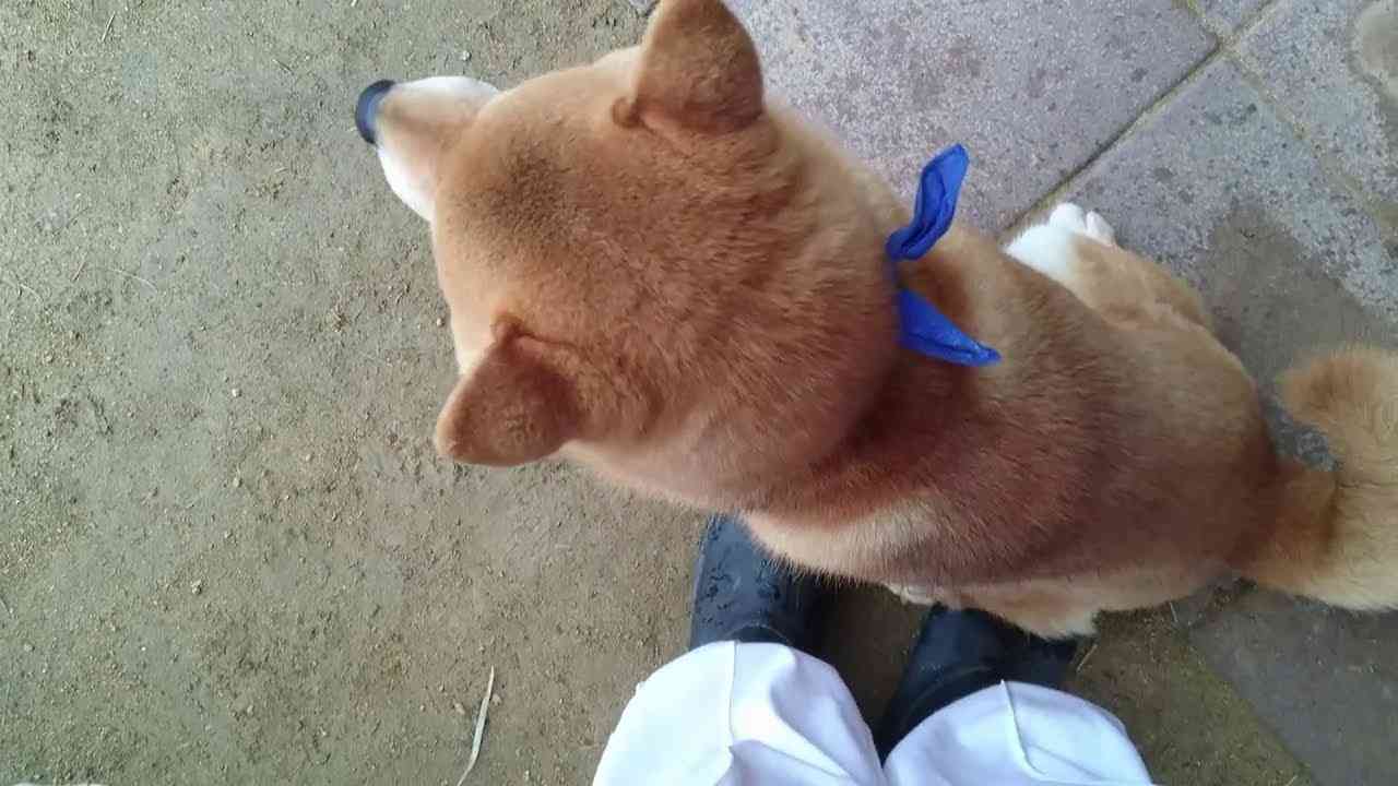 何回離れても足元にくっついてお座りしてくる柴犬　Japanese Shiba Inu sitting closer to my feet even if i am away from him. - YouTube