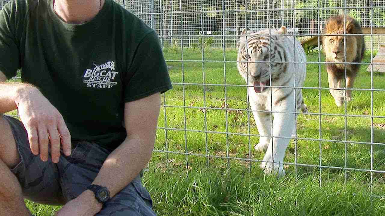 Never Turn Your Back on BIG CATS! - YouTube