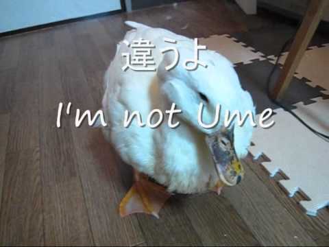 違いの分かるアヒルのめめ.wmv - YouTube
