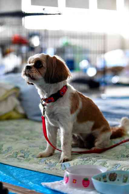 災害時、ペットはどうする？　同行避難、指針で呼びかけ：朝日新聞デジタル